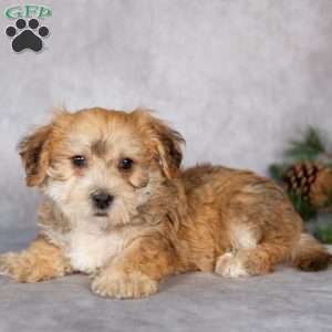 Floyd, Yorkie-Chon Puppy